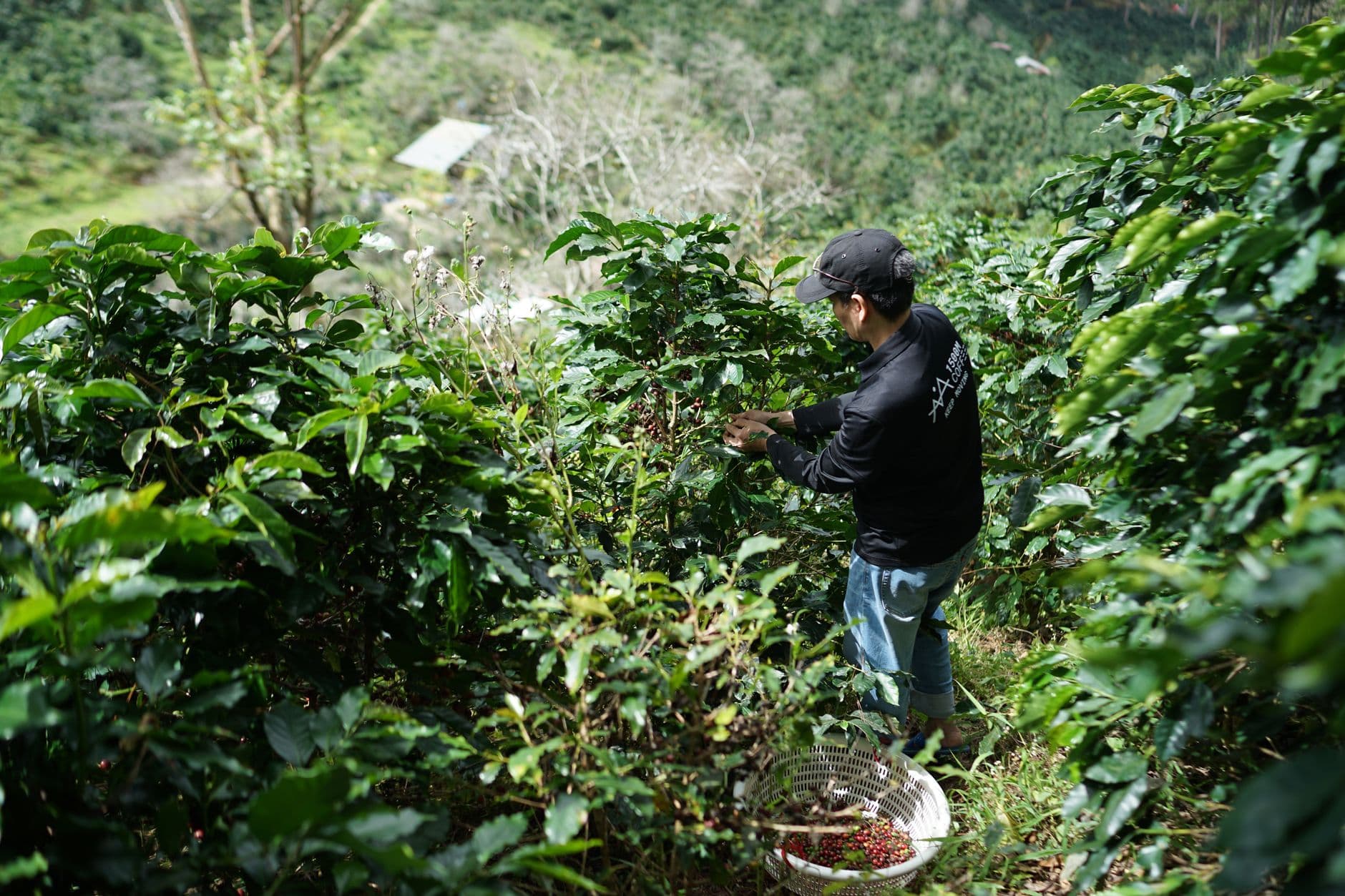 Colombia Coffee Wholesale: A Buyer's Guide to Sourcing Washed Arabica