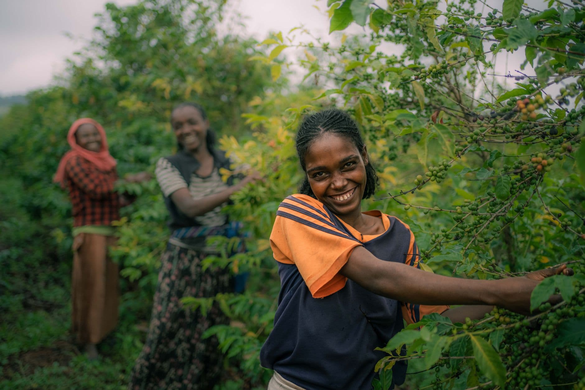 Ethiopia Coffee Wholesale: Sourcing Heirloom Arabica for Specialty and Blend Programmes